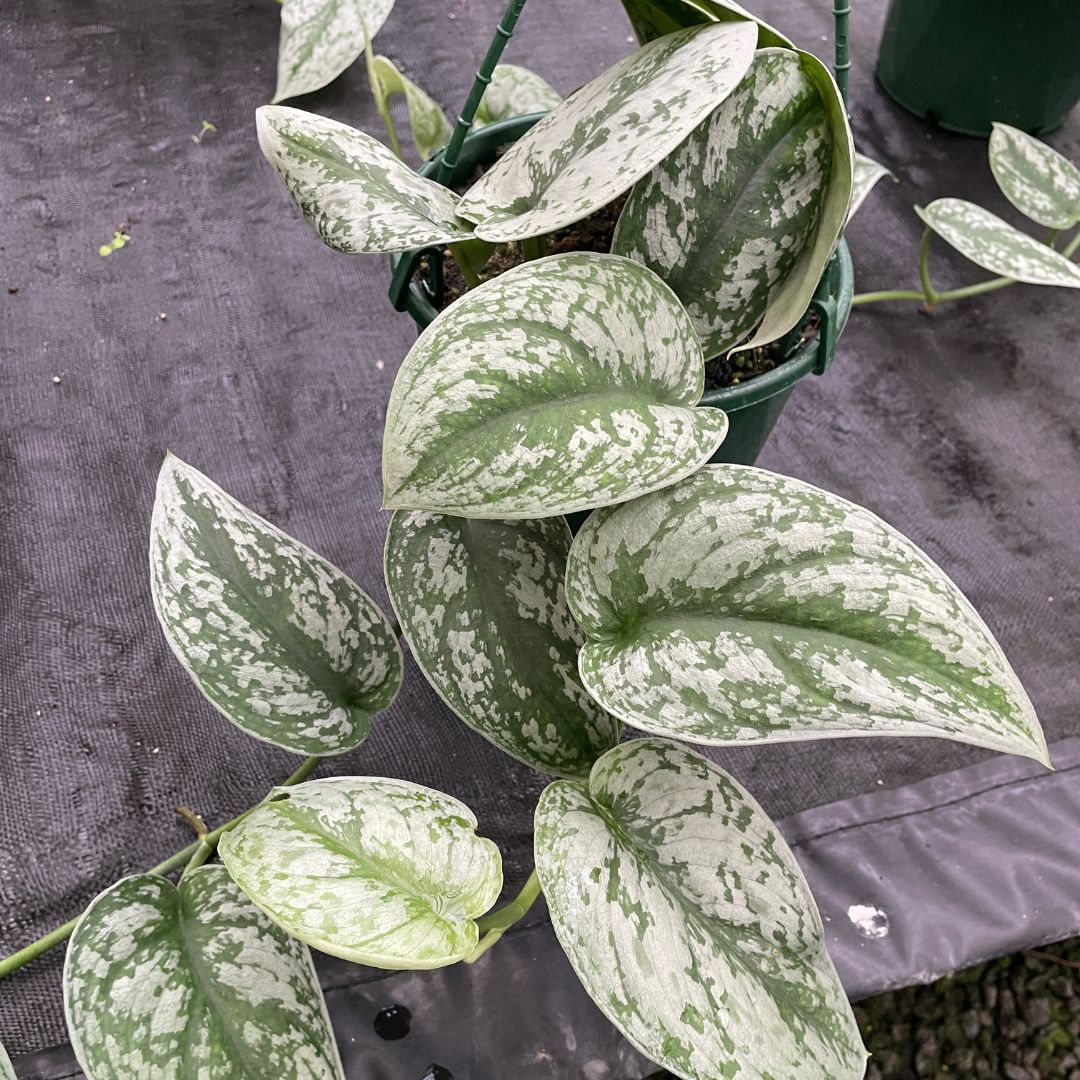 Scindapsus Pictus 'Satin Pothos' - Wera Plants