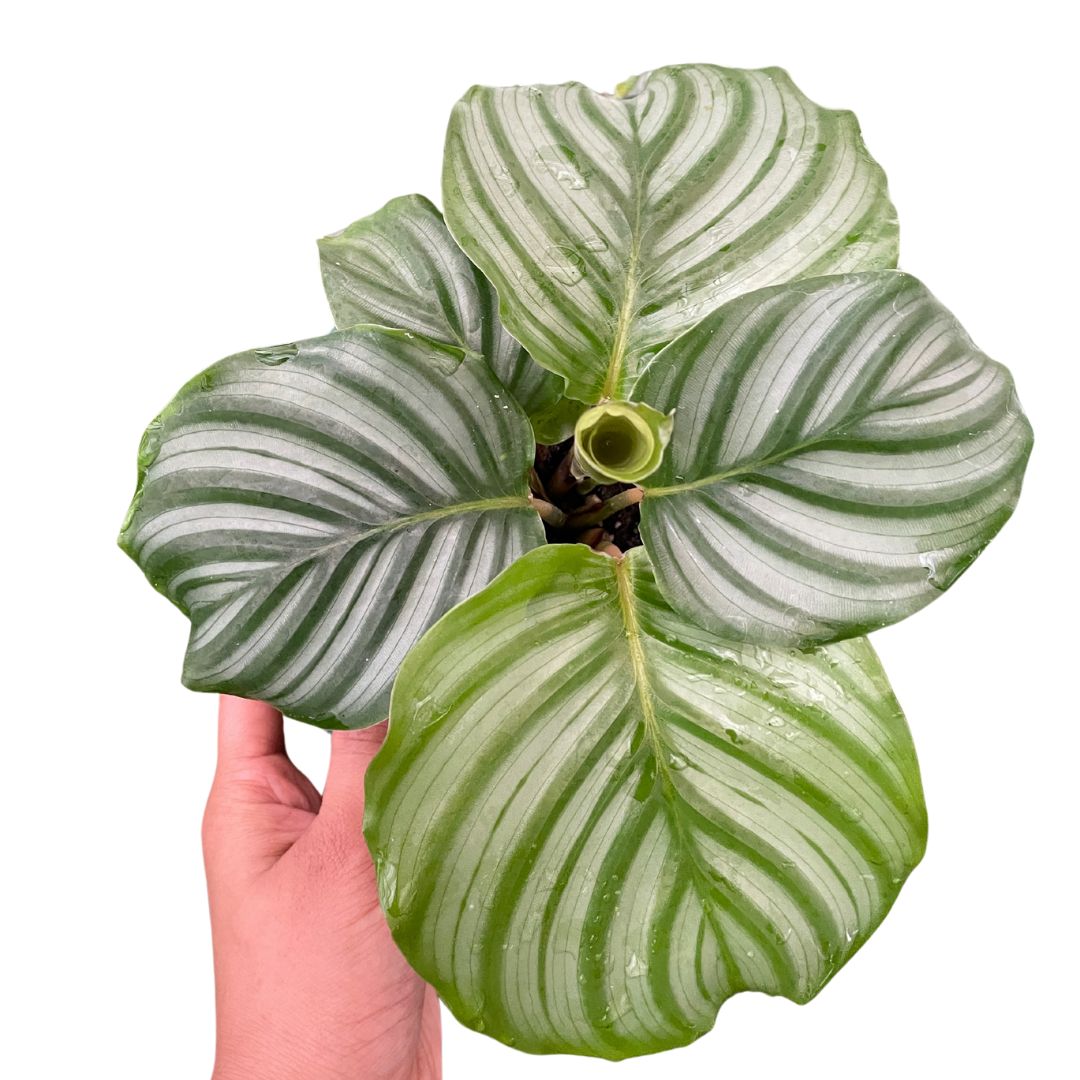 Calathea Orbifolia (Large) - Wera Plants