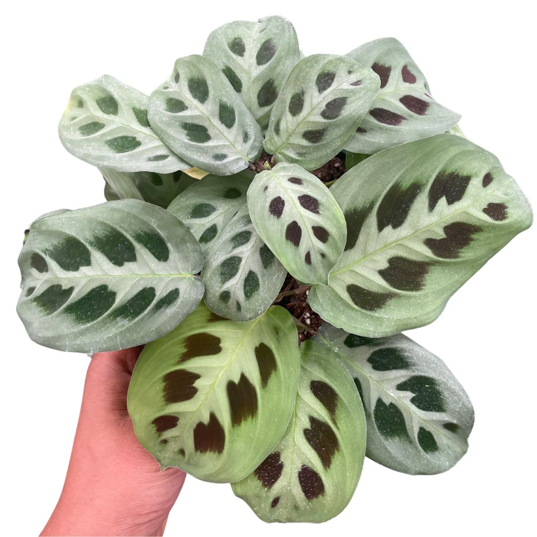 prayer plant australia Maranta Leuconeura Prayer Plant – Wera Plants