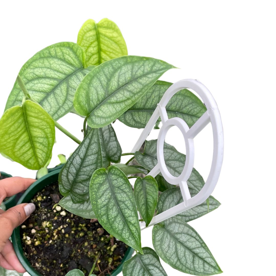 Monstera Siltepecana - Wera Plants