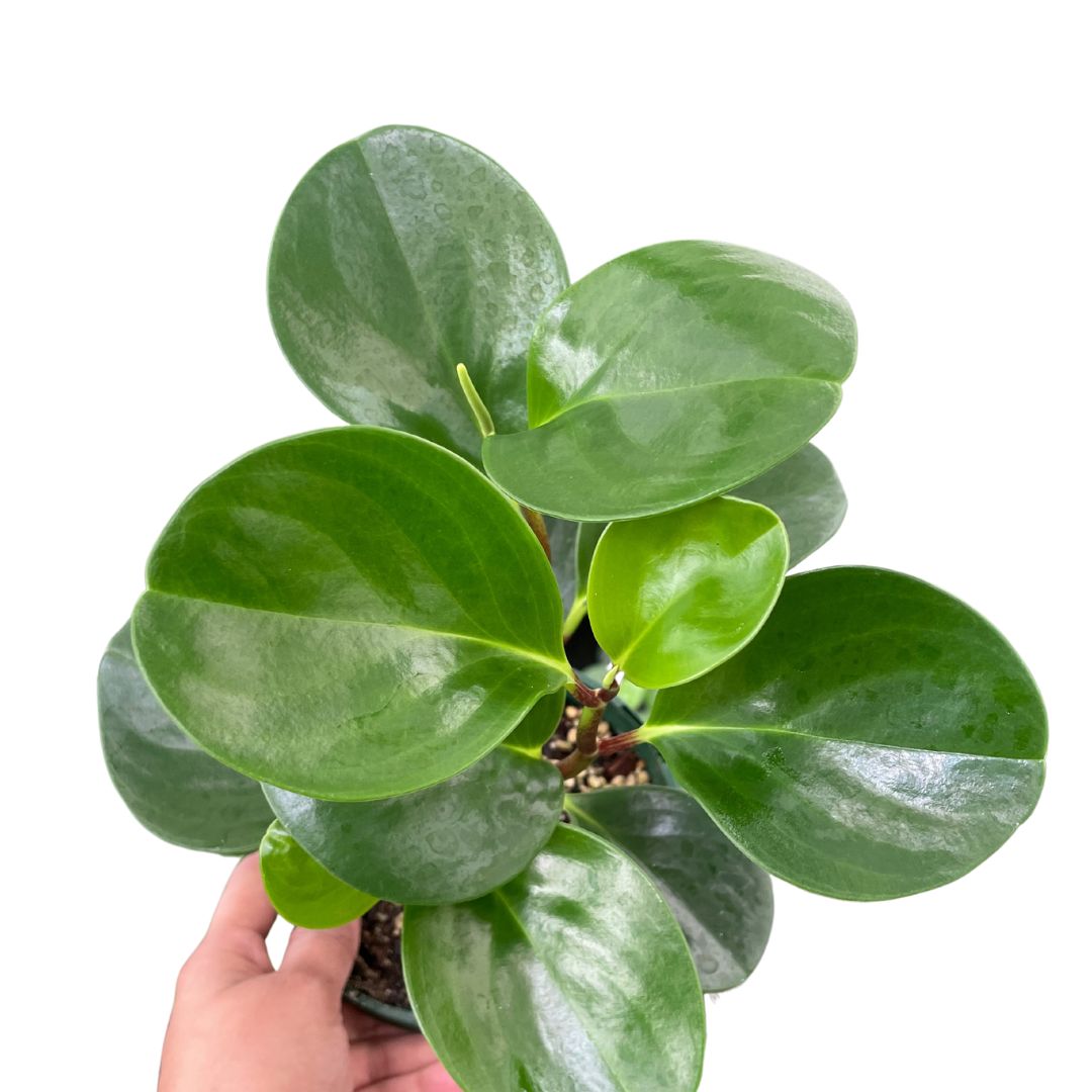 Peperomia Obtusifolia Jade - Wera Plants
