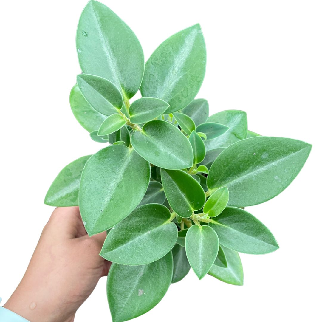 Peperomia Pixie Jade - Wera Plants