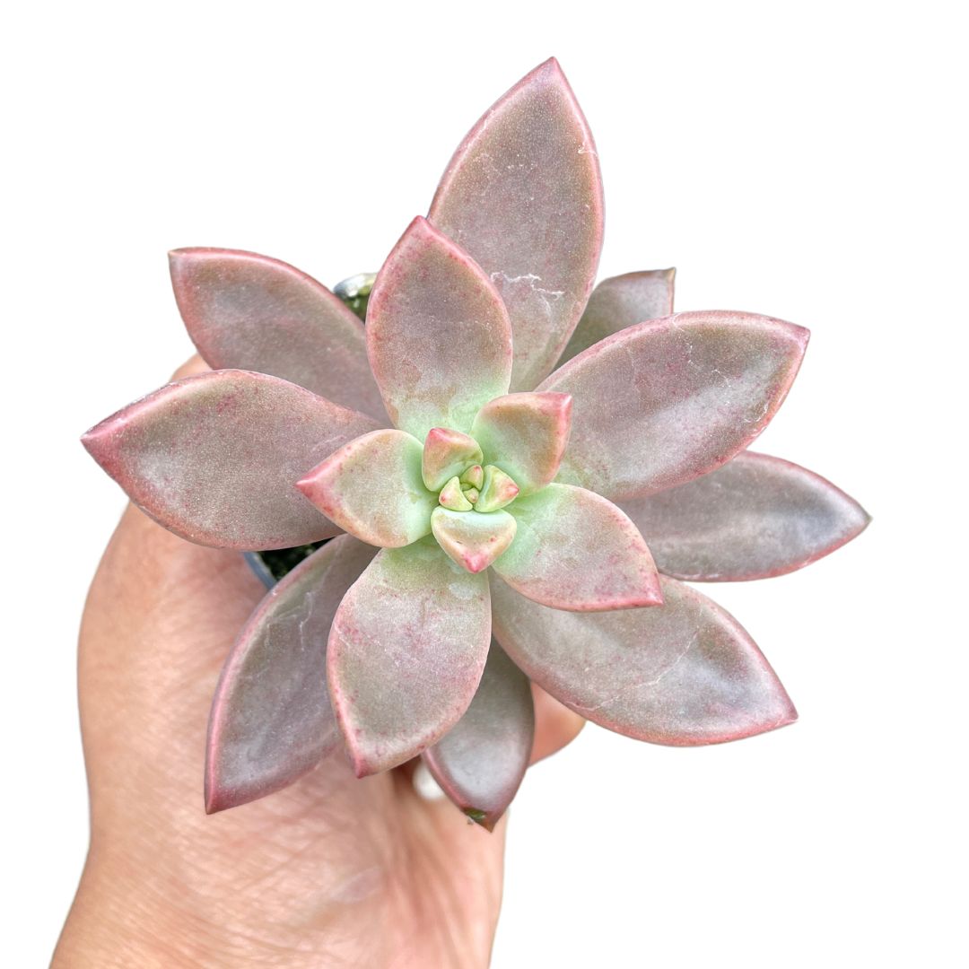 graptopetalum-danica