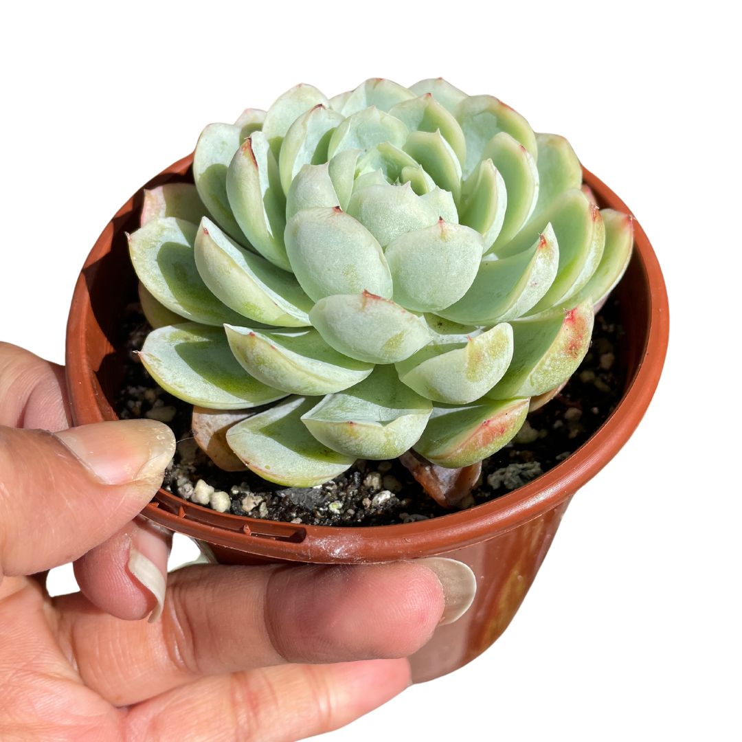 echeveria-raspberry-ice