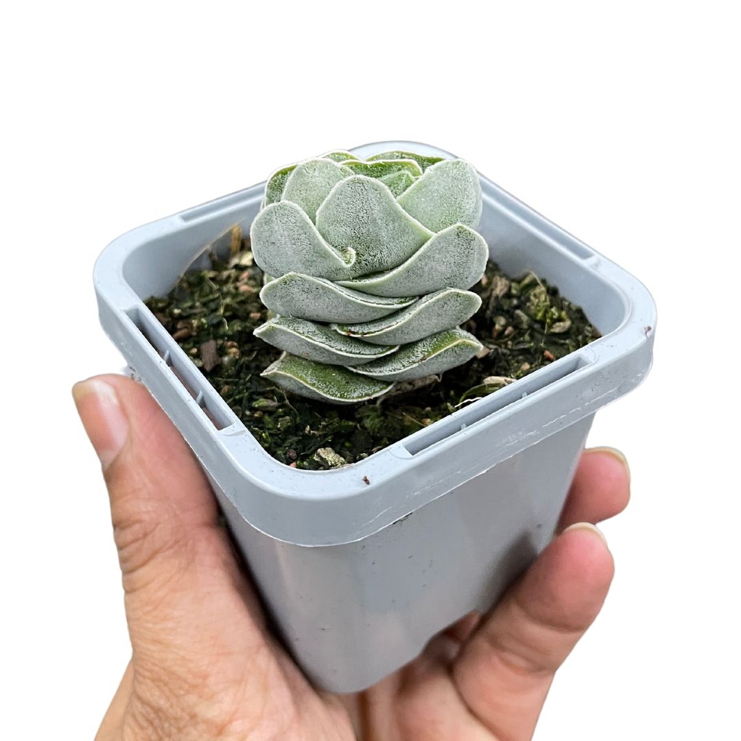 crassula-ivory-pagoda
