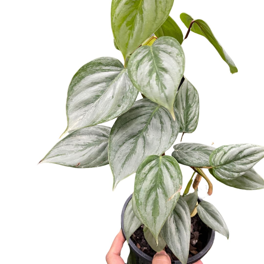 Philodendron Sodiroi - Wera Plants