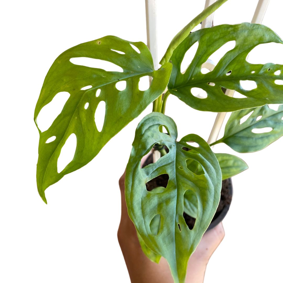 monstera friedrichsthalii Monstera Friedrichsthalii – Wera Plants