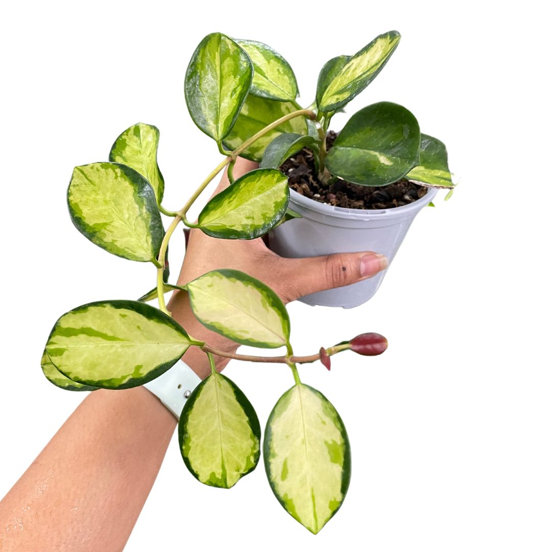 Hoya Australis 'Lisa' - Wera Plants