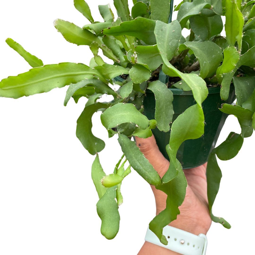 epiphyllum-curly-sue