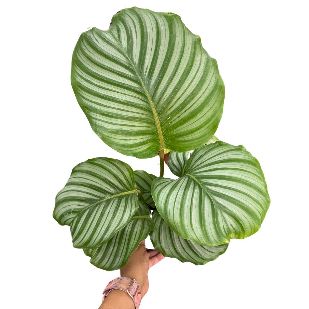 Calathea Orbifolia (Large) - Wera Plants