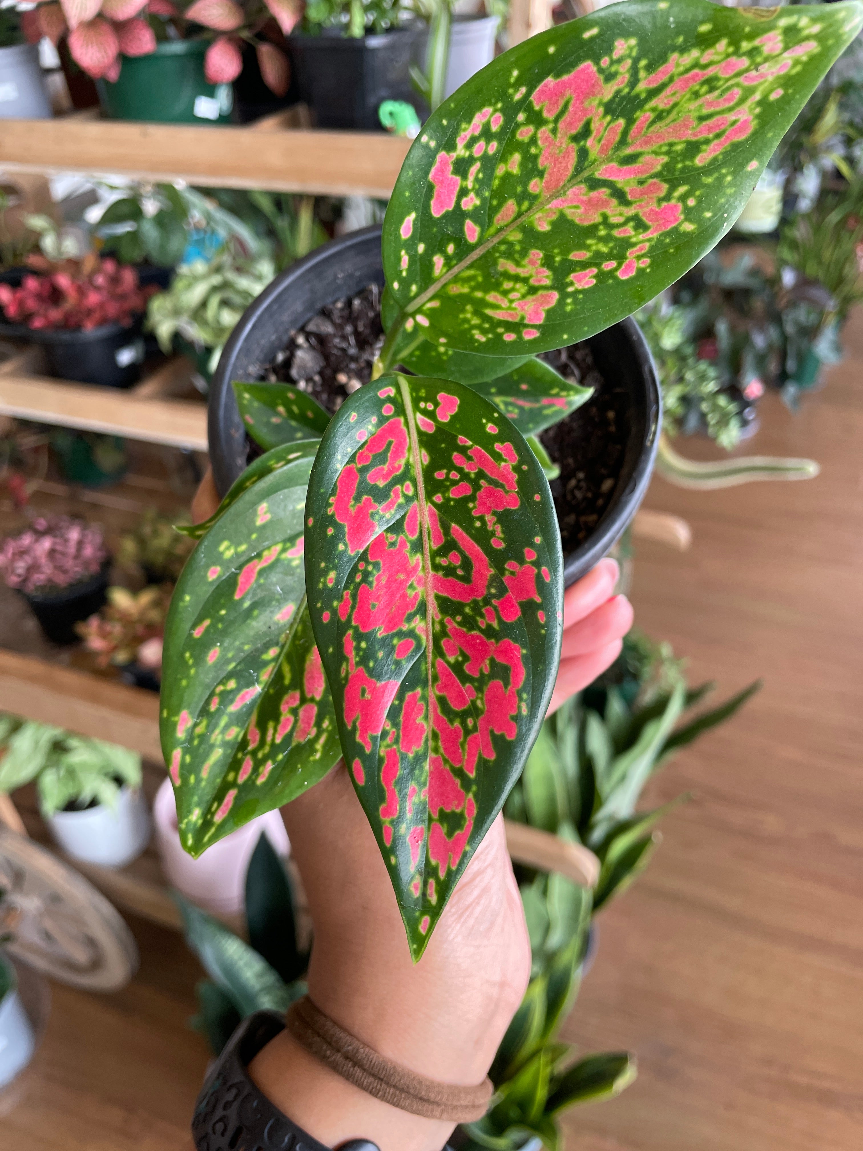 watermelon aglaonema Aglaonema Plant