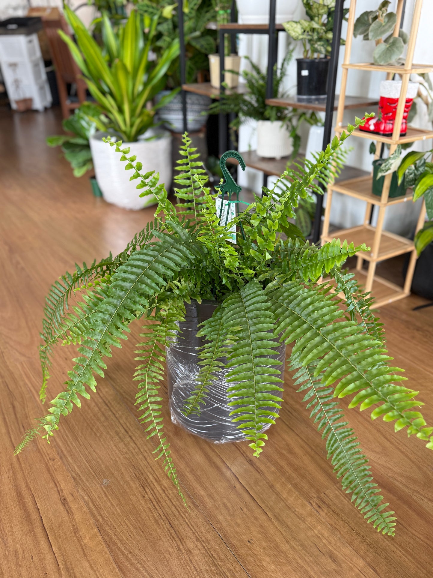 Nephrolepis Exaltata (Boston Fern)