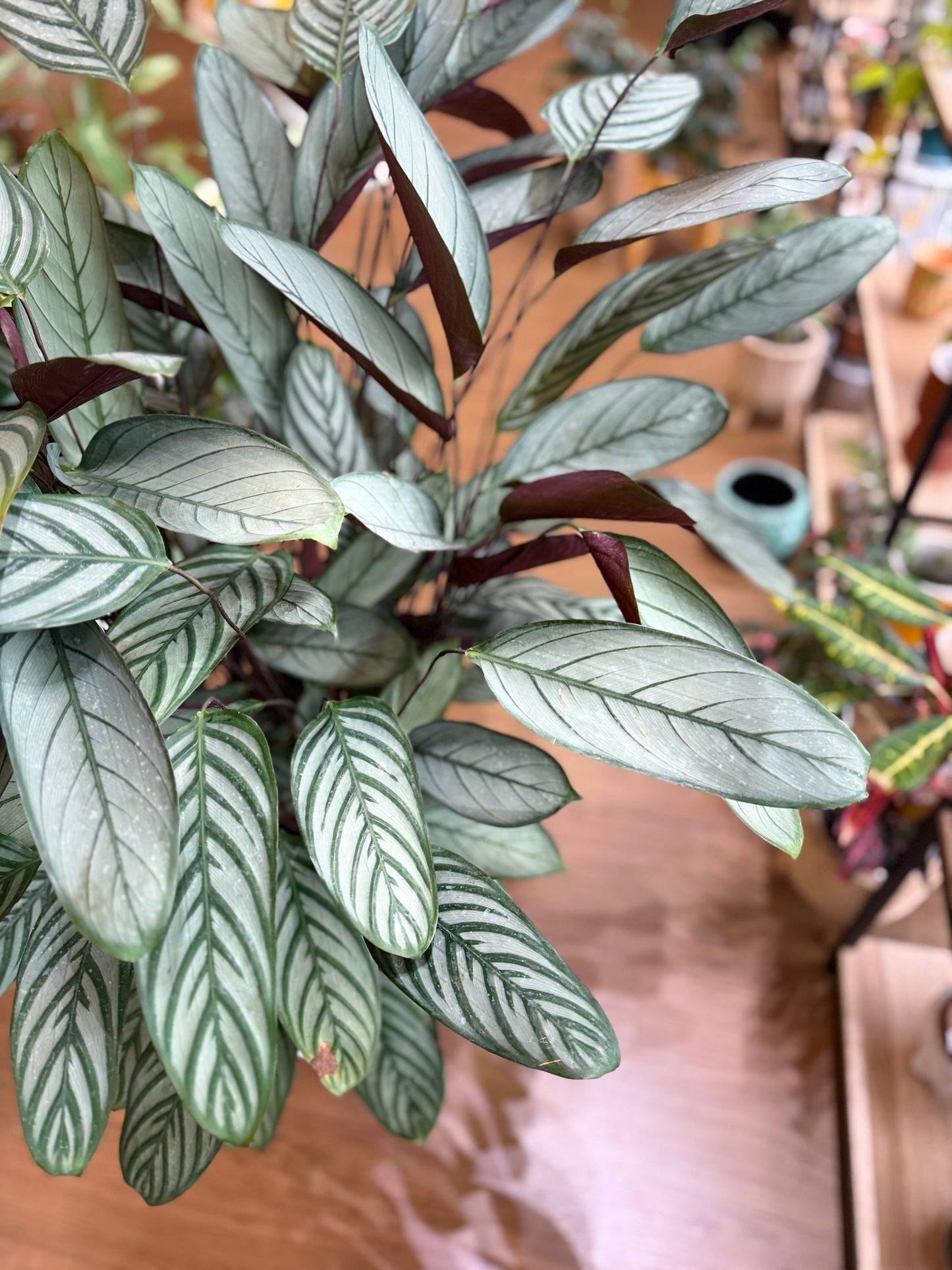 Ctenanthe Setosa ‘Grey Star’
