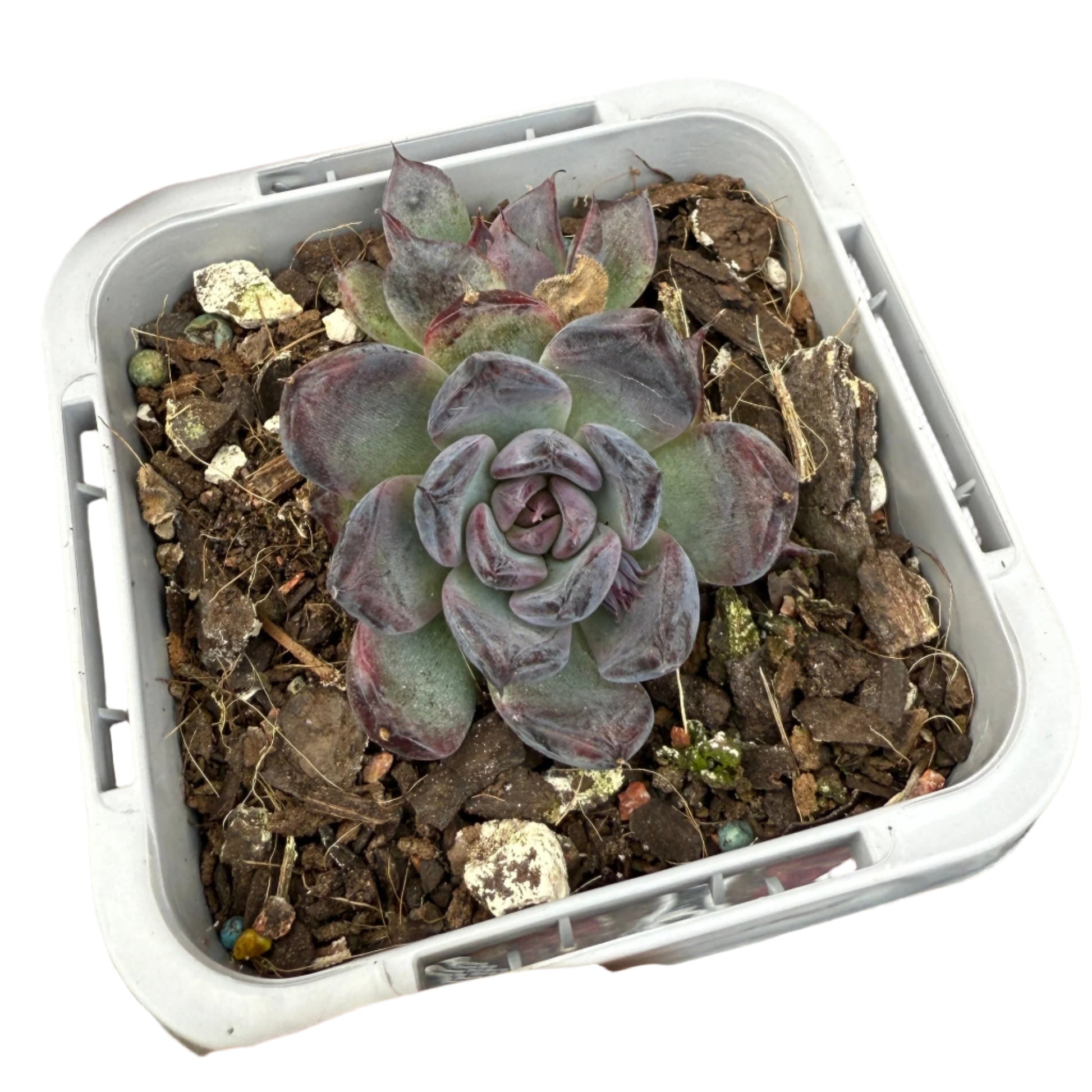 Echeveria ‘Super Black’