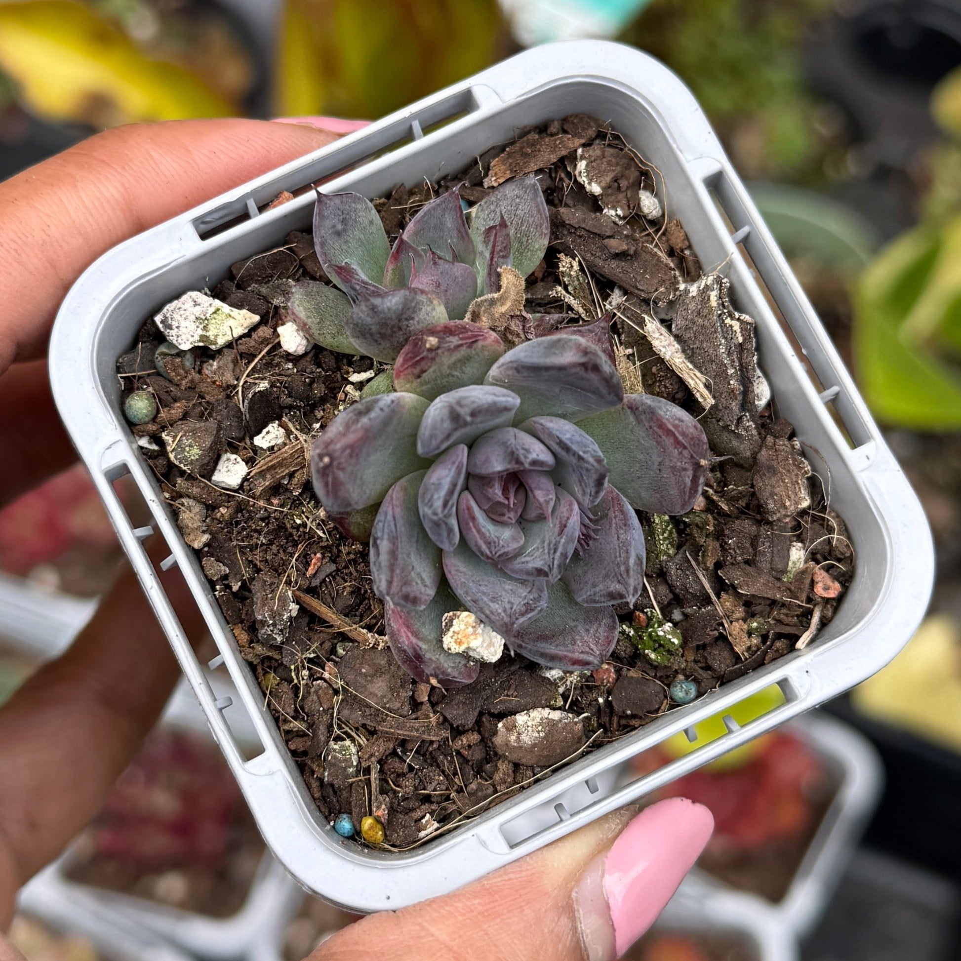 Echeveria ‘Super Black’