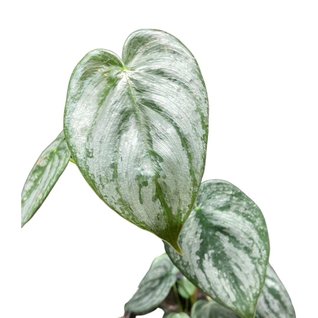 Philodendron Sodiroi - Wera Plants