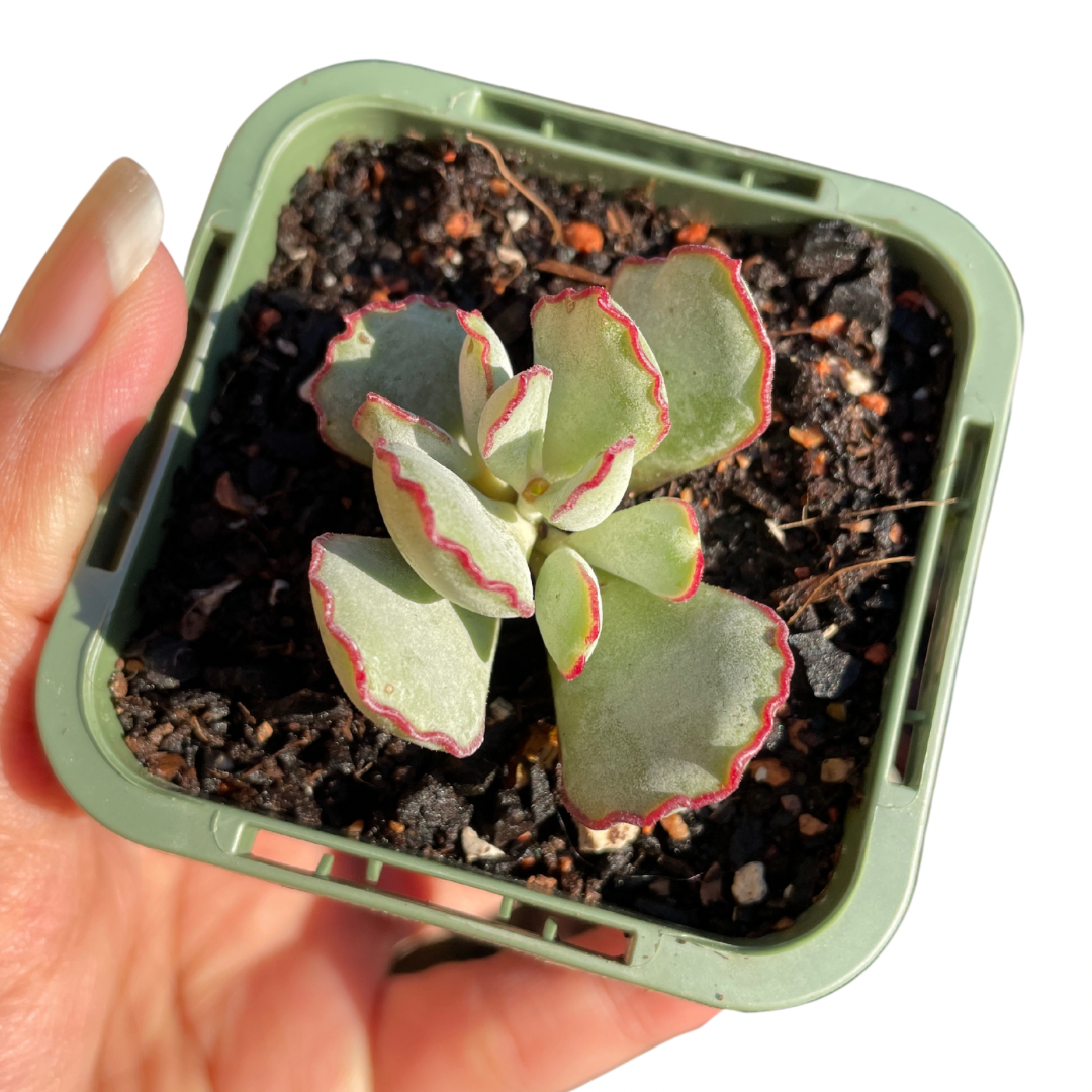 Cotyledon Choco Line - Wera Plants