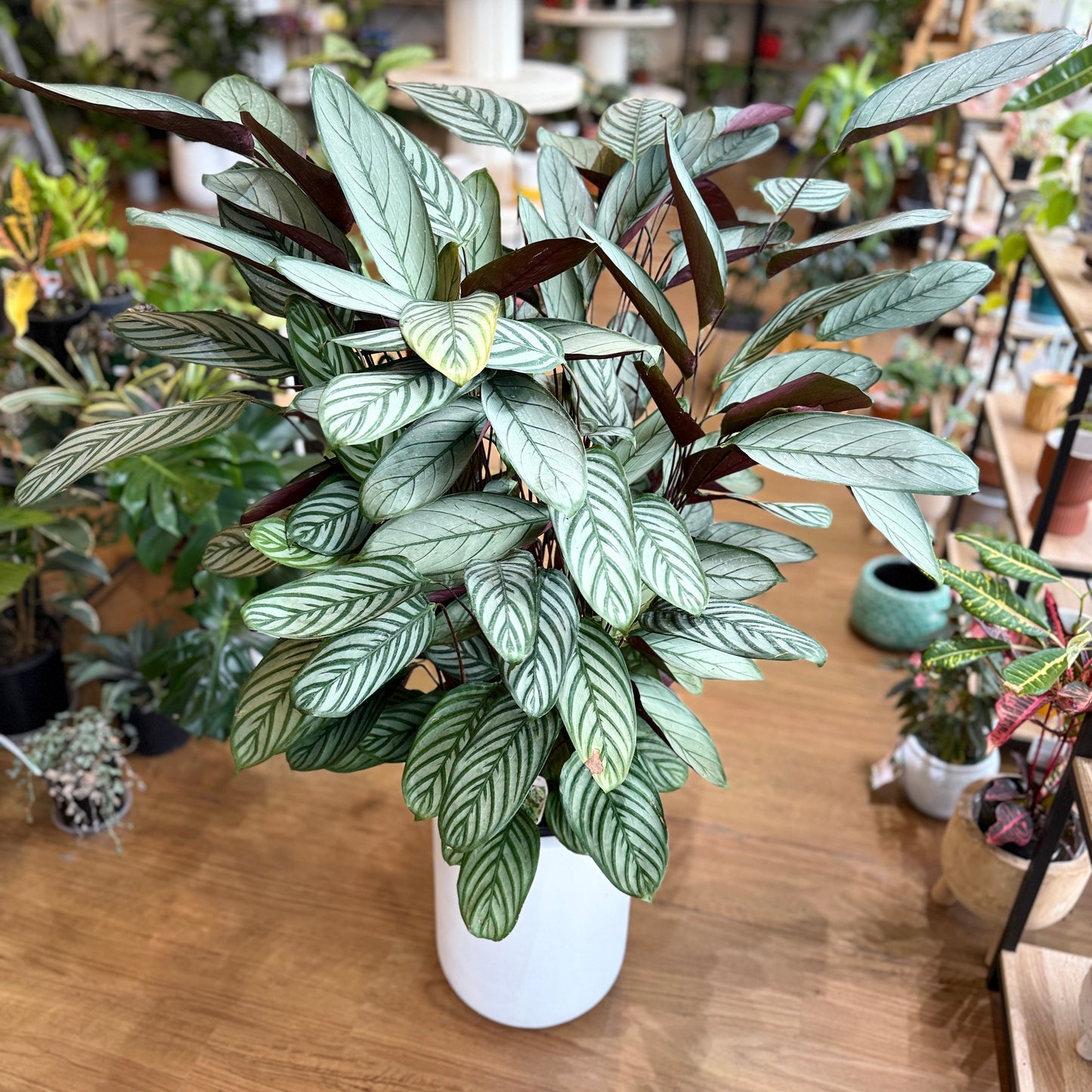 Ctenanthe Setosa ‘Grey Star’