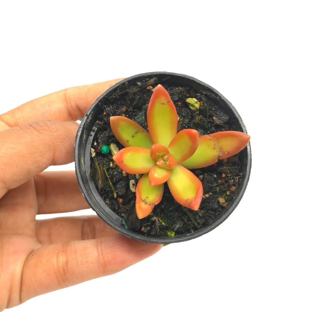 sedum adolphii