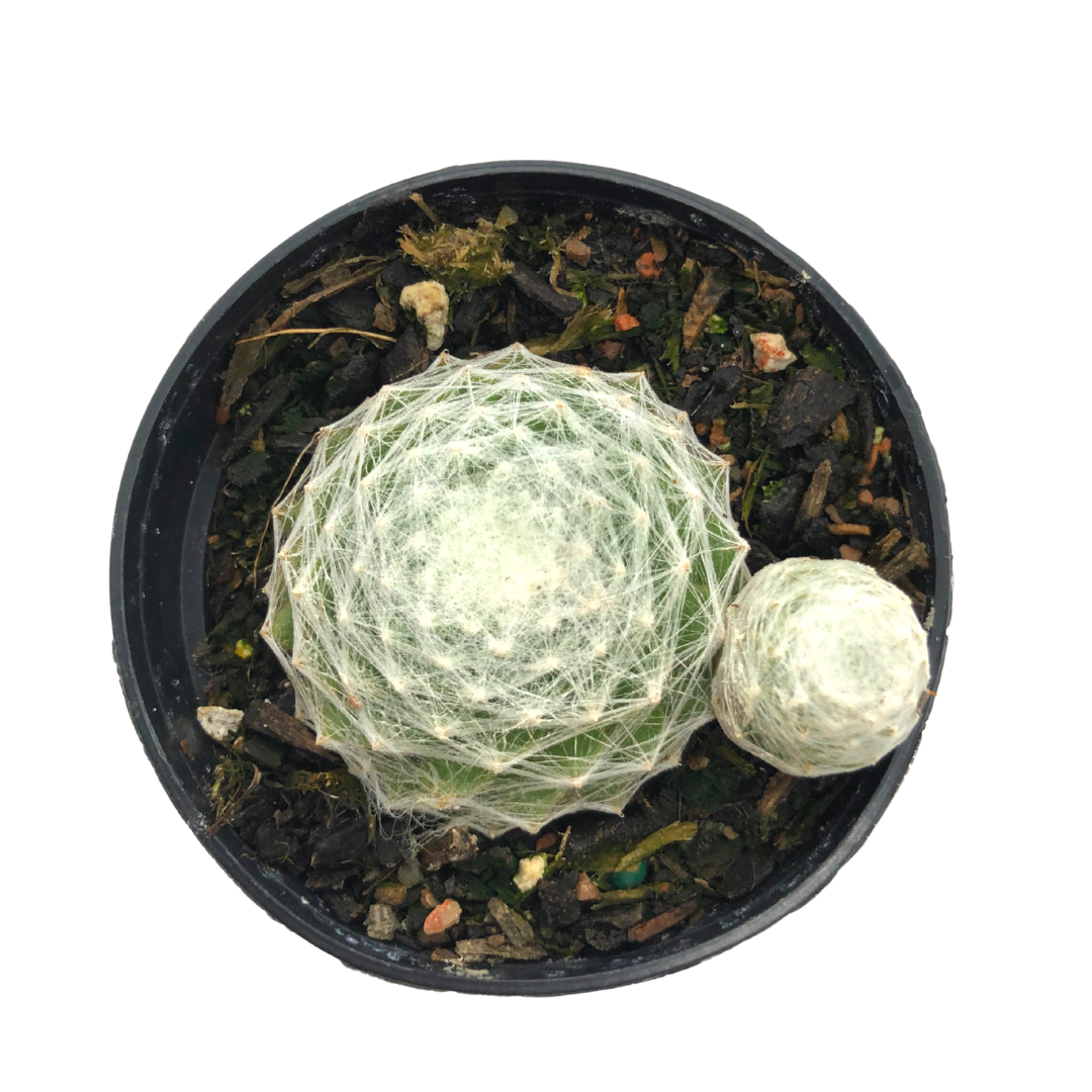 Sempervivum Cobweb - Wera Plants