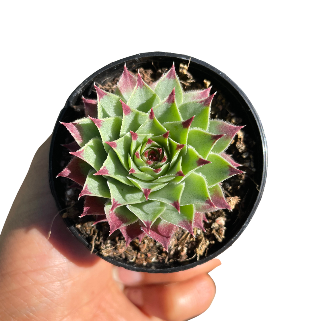 sempervivum tectorum