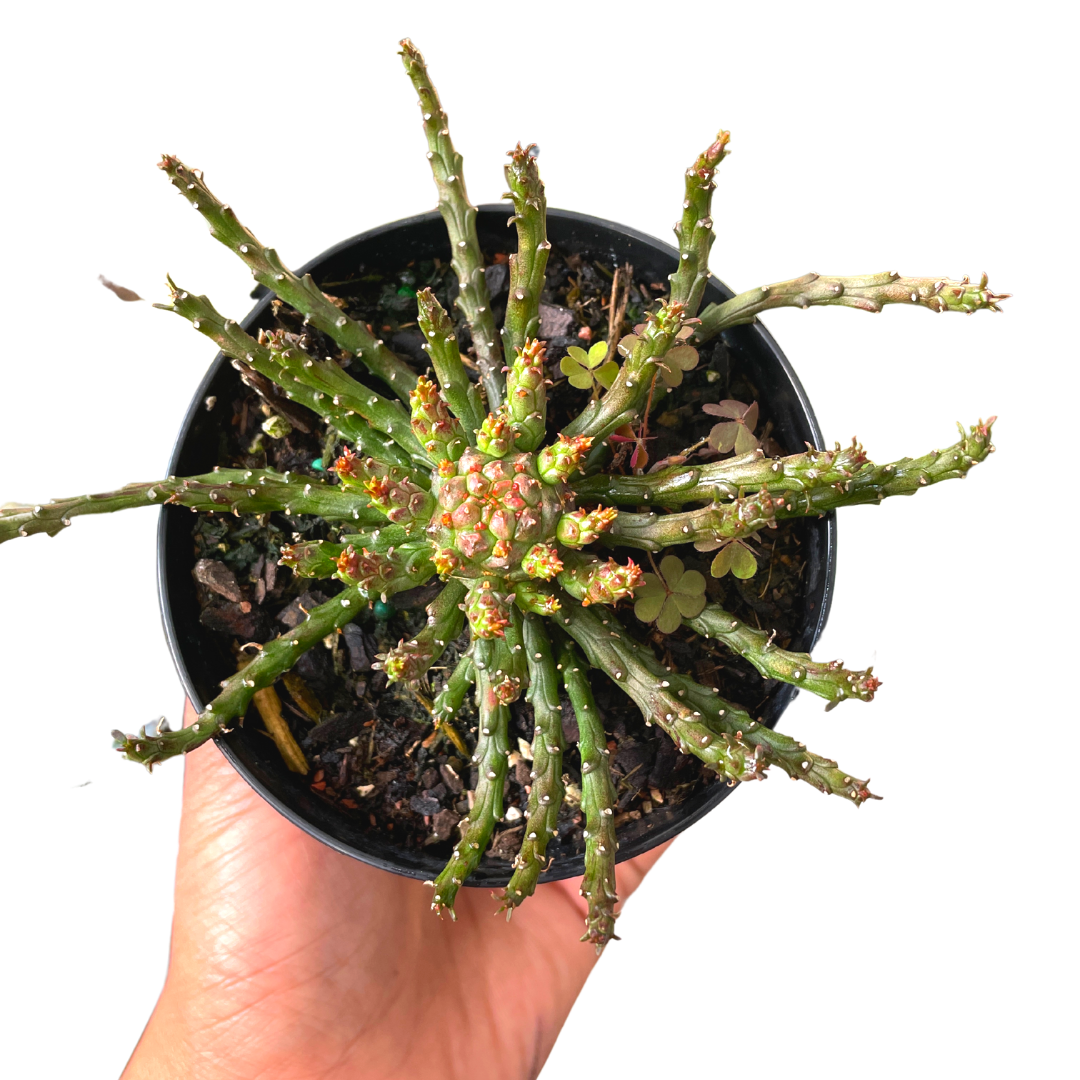 euphorbia cactus
