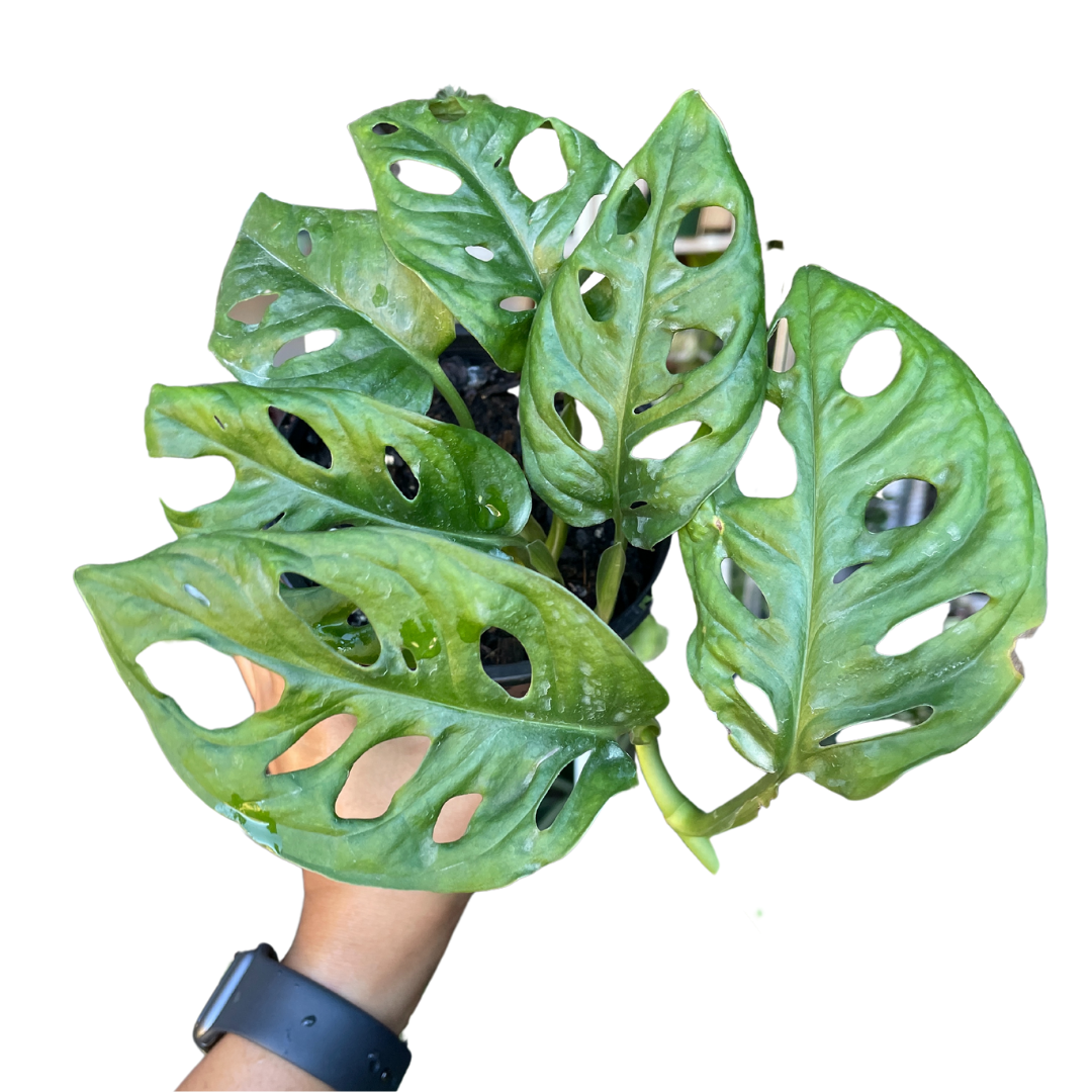 Monstera Lechleriana Monkey Mask - Wera Plants