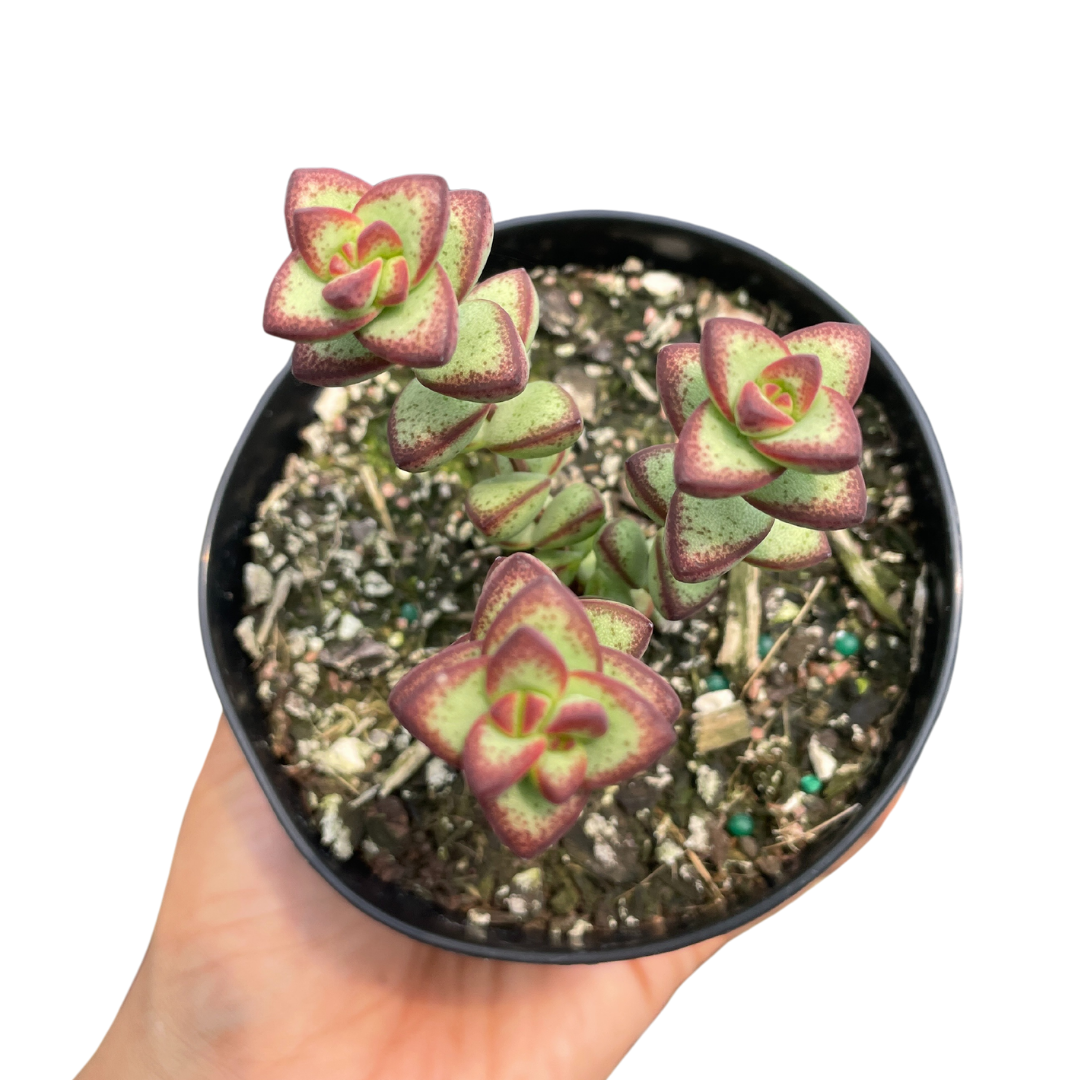 Crassula Rupestris Rosary Vine - Wera Plants