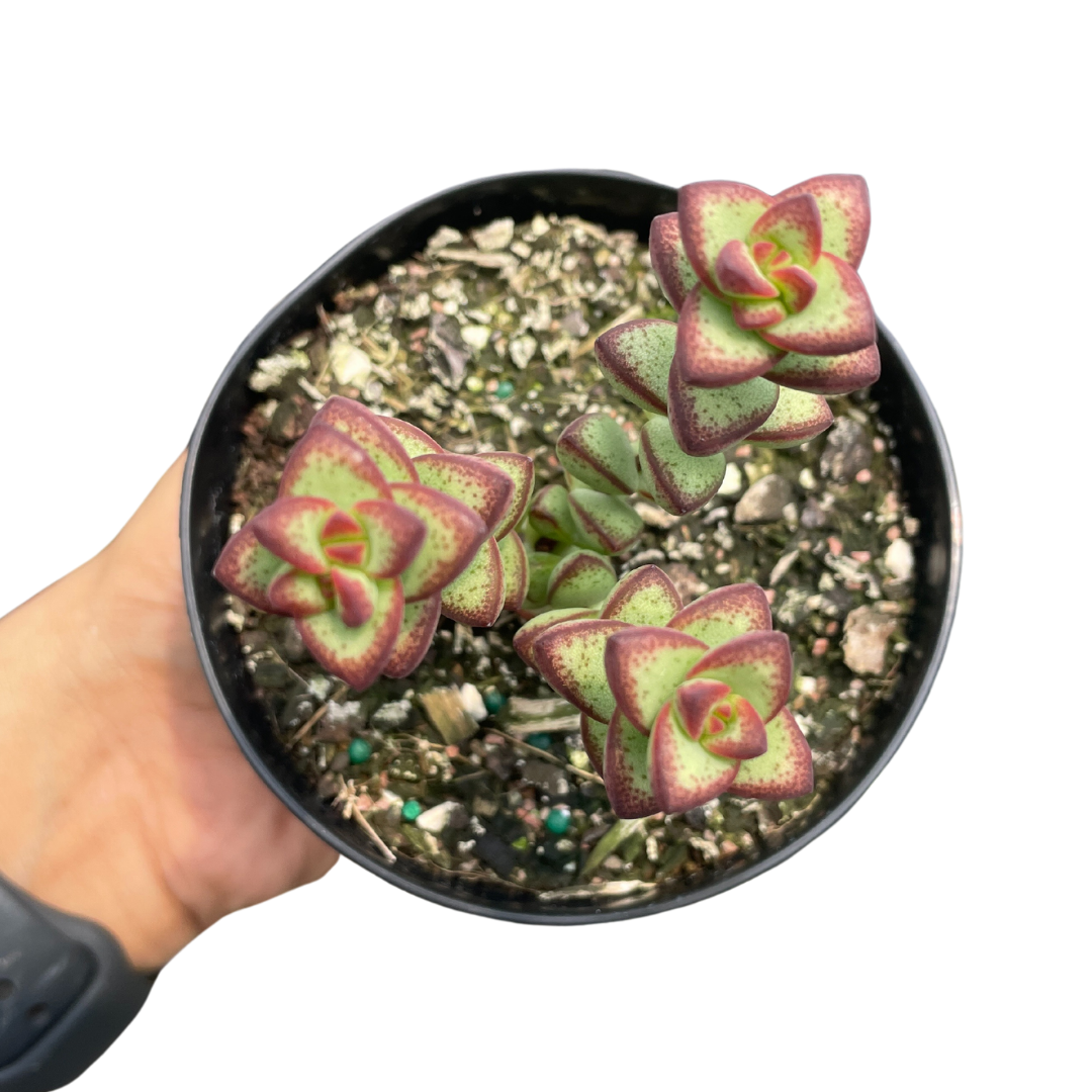 Crassula Rupestris Rosary Vine - Wera Plants