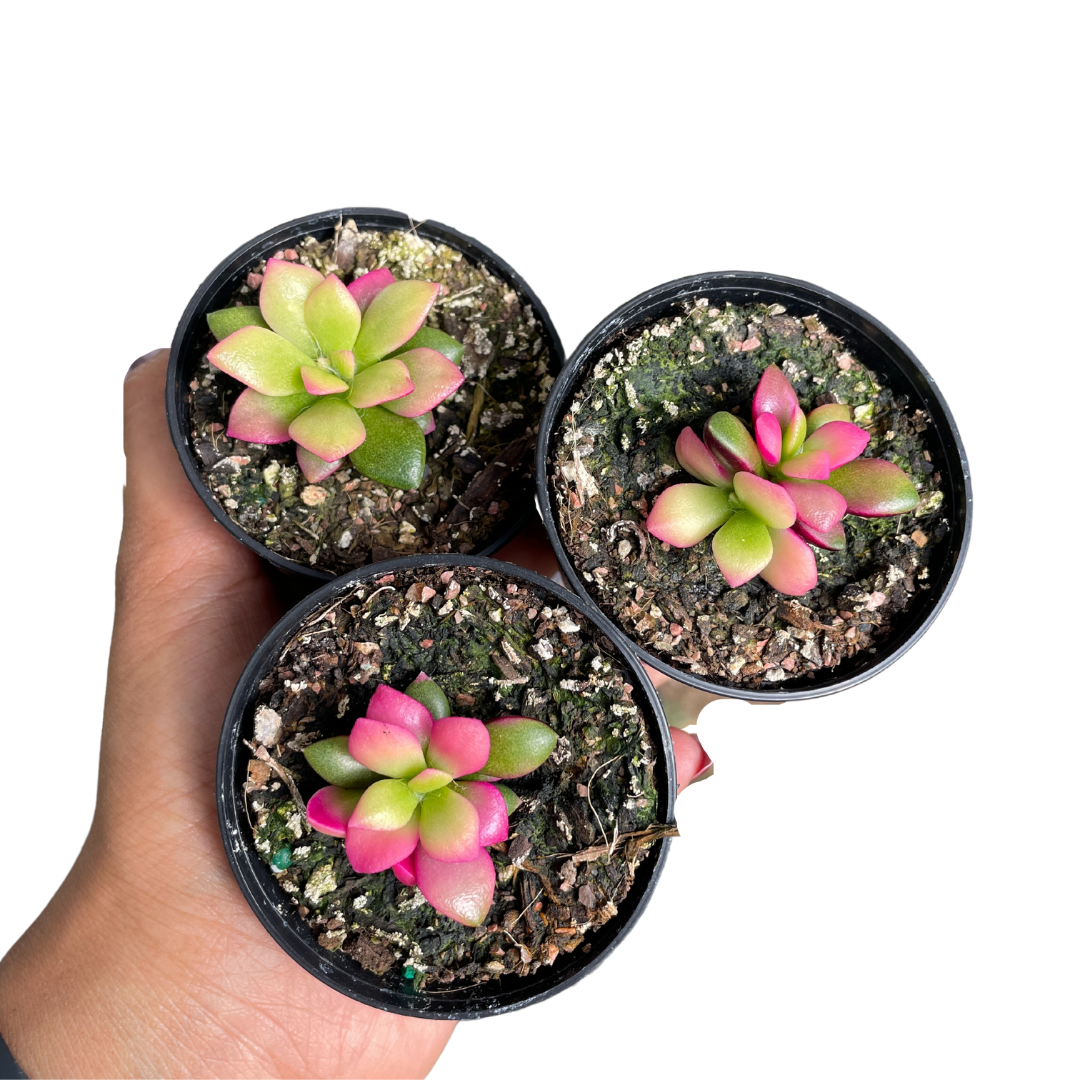 Anacampseros Telephiastrum aka Sunrise Succulent - Wera Plants