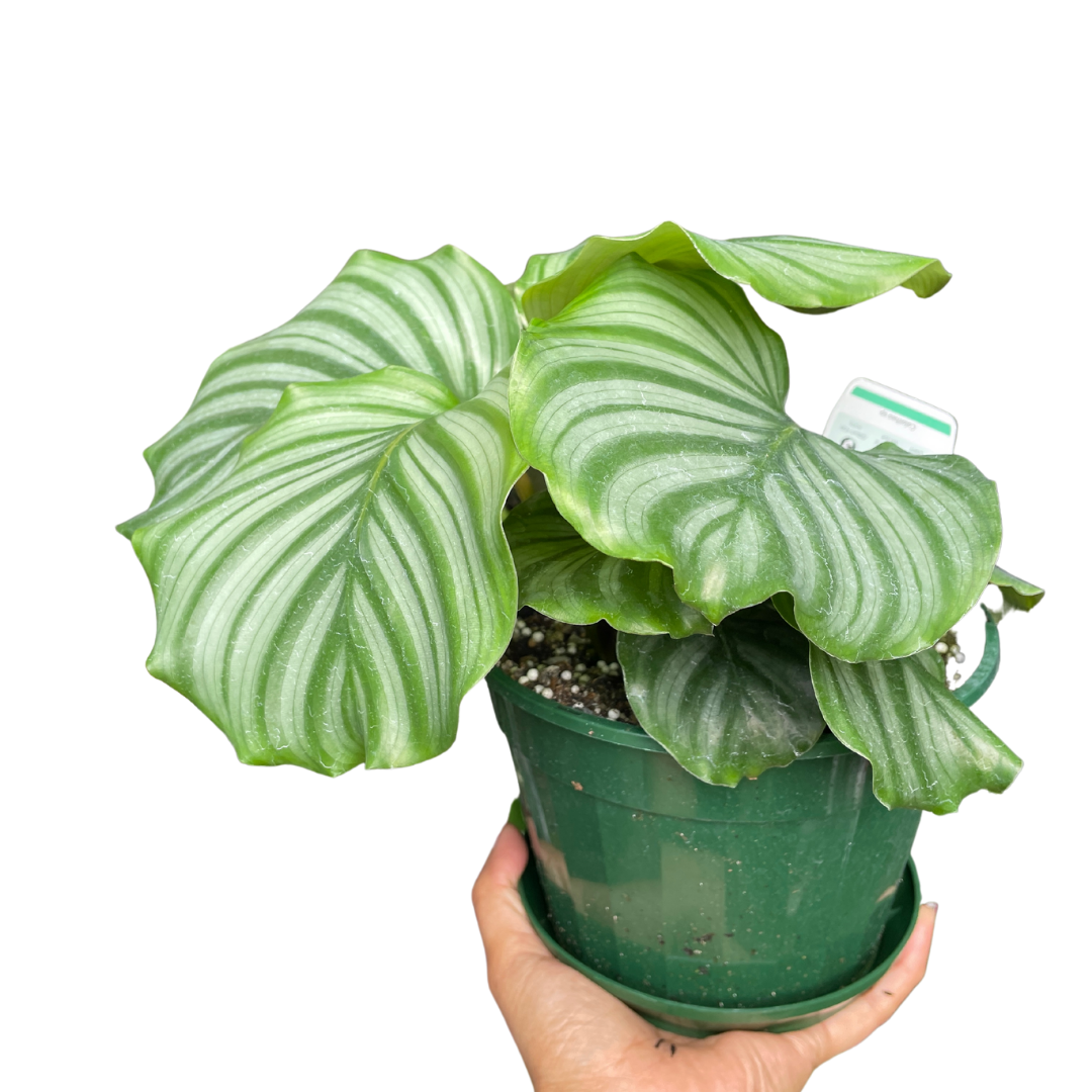 Calathea Orbifolia (Large) - Wera Plants