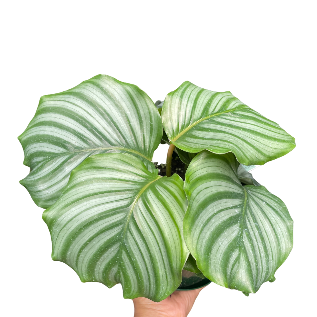 Calathea Orbifolia (Large) - Wera Plants