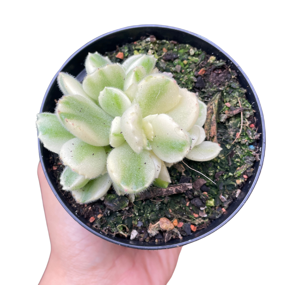 Cotyledon Tomentosa Bear Paws White Variegated - Wera Plants