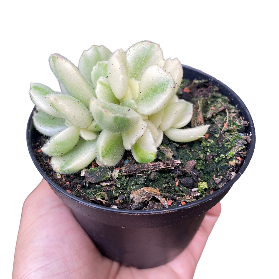 Cotyledon Tomentosa Bear Paws White Variegated - Wera Plants