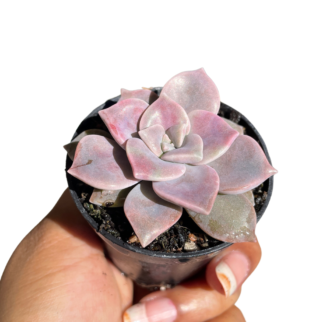 Graptoveria Purple Delight - Wera Plants