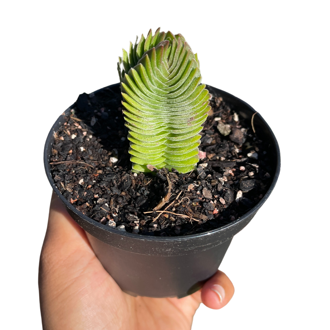 Crassula Buddha Temple - Wera Plants