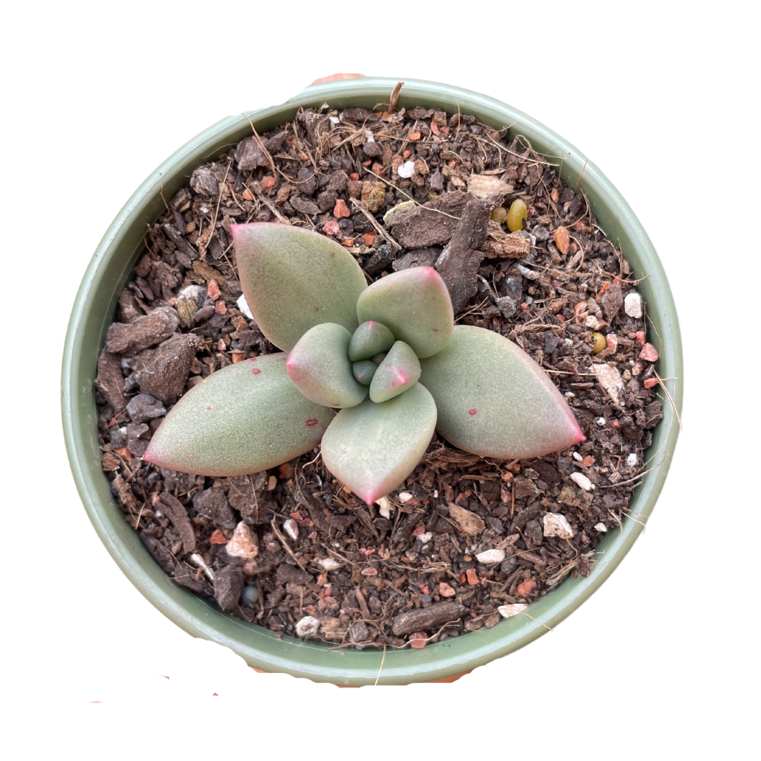 Pachyveria 'Tea Blush' - Wera Plants
