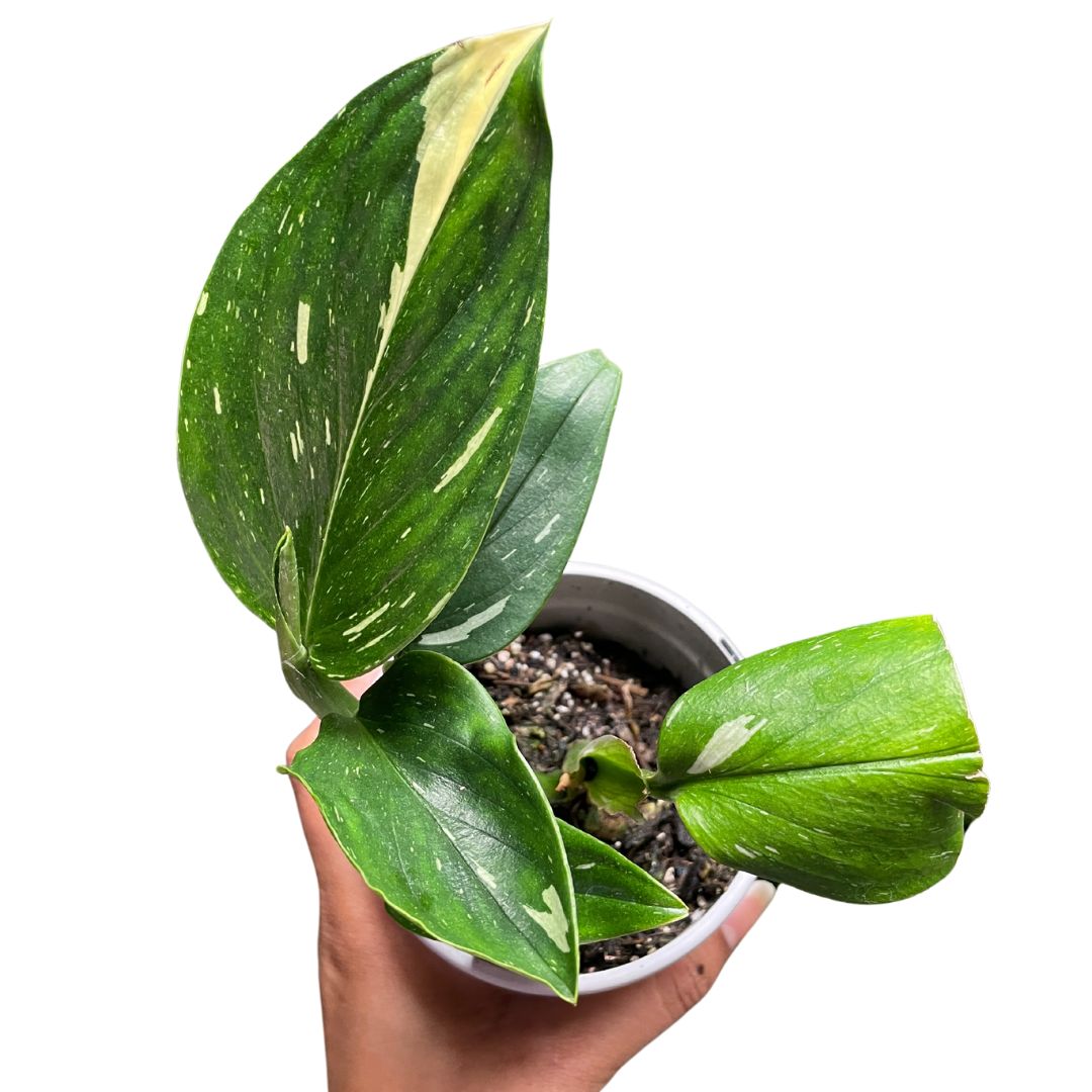 Monstera Standleyana - Wera Plants