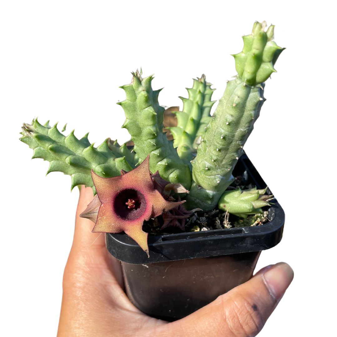 flowering cactus for sale