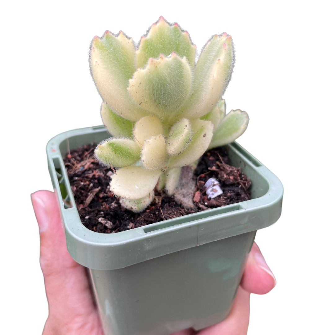 Cotyledon Tomentosa Bear Paws White Variegated - Wera Plants