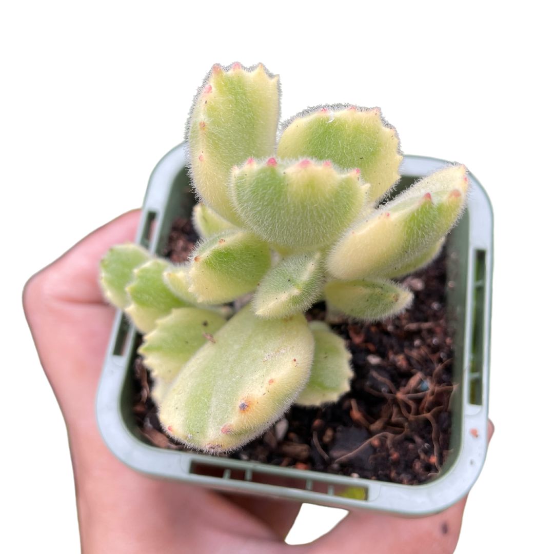 Cotyledon Tomentosa Bear Paws White Variegated - Wera Plants