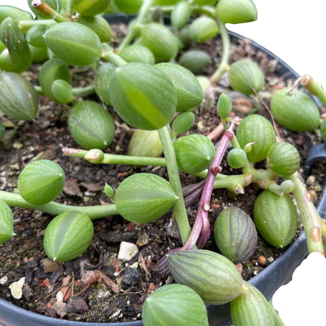 string of watermelon