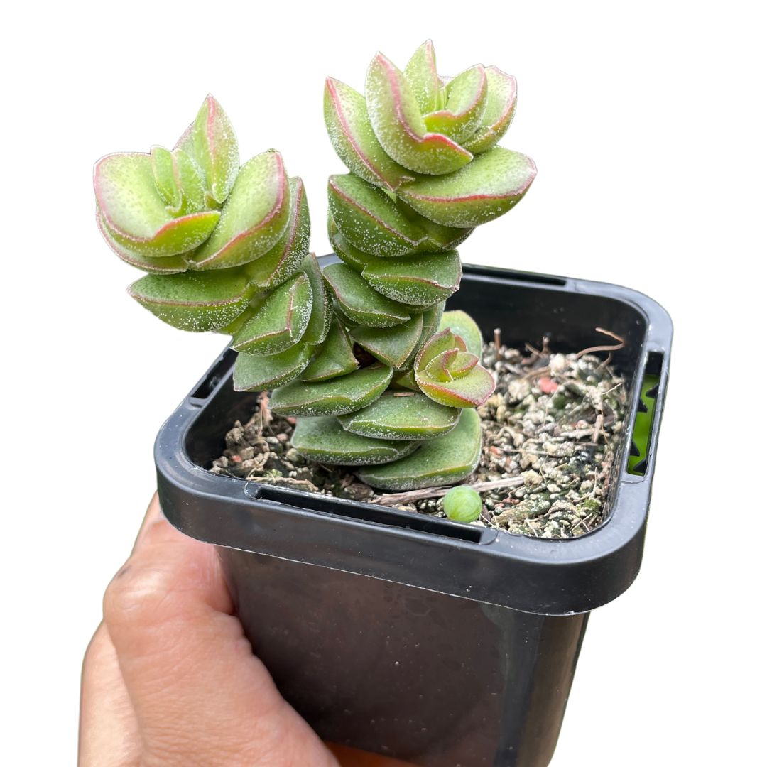 crassula jade