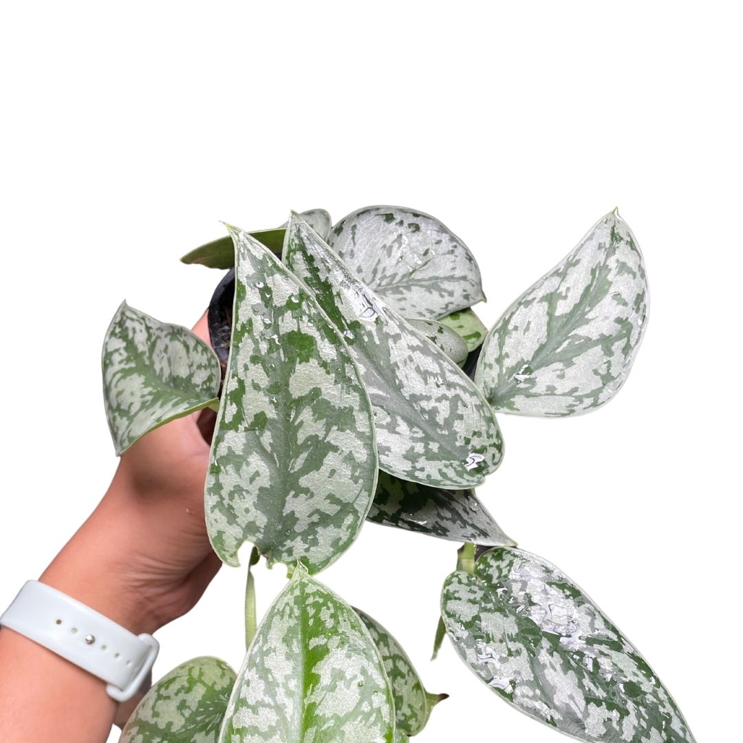 philodendron silver lady Scindapsus 'Silver Lady' Pothos Plant