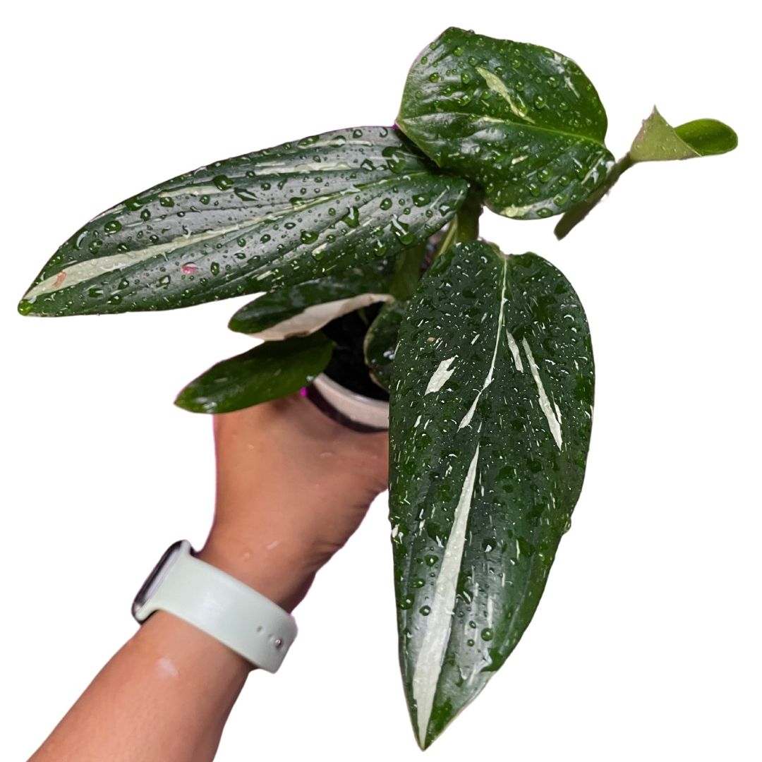 Monstera Standleyana australia