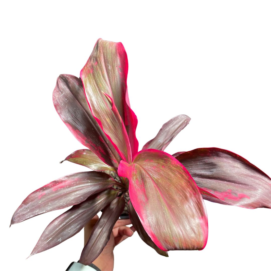 Cordyline Fruticosa Ruby (180mm pickup only) - Wera Plants