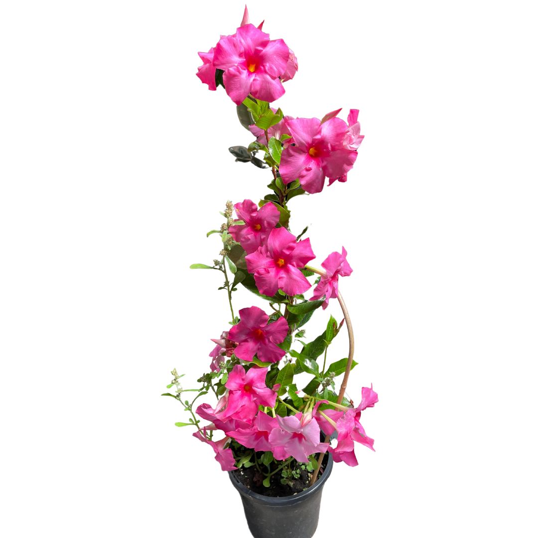 Mandevilla Pretty Rose Rose (200mm Pick up only) - Wera Plants