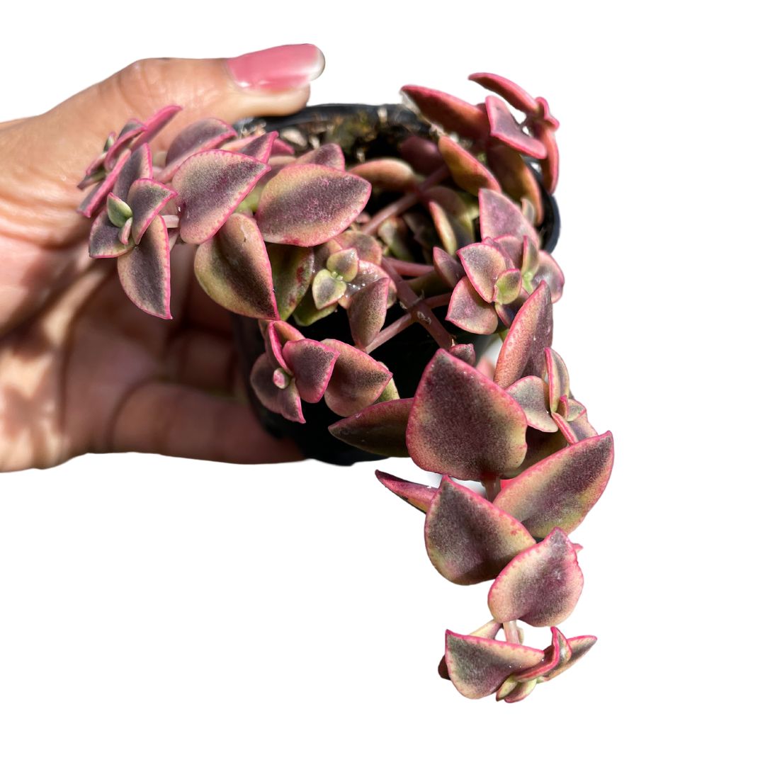 crassula isabella