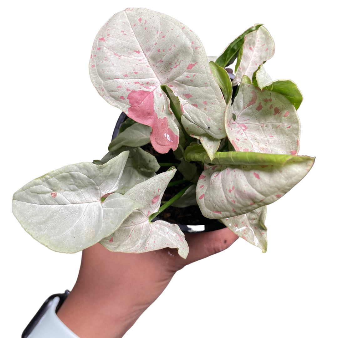rare indoor plants for sale