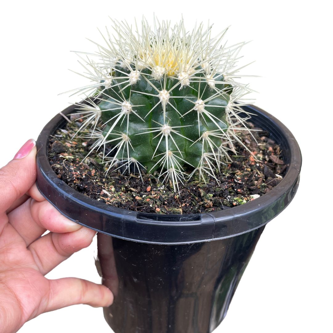 cactus for sale sydney